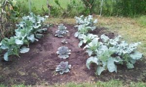 Pictured is a segment of Z.'s 2021 Fall vegetable garden picturing broccoli, cauliflower, and collard greens.
